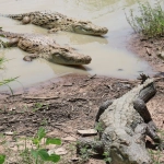 Древние стратегии выживания и их современные аналоги в палеонтологии