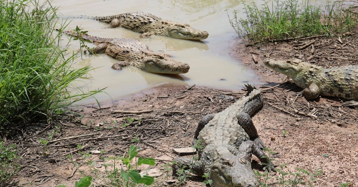 Древние стратегии выживания и их современные аналоги в палеонтологии