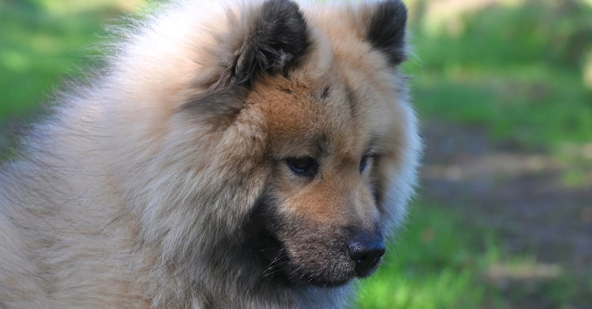 Эволюция программ лояльности казино без депозита в цифровую эпоху