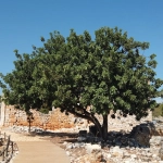 Археологическое исследование древних игровых артефактов и карт