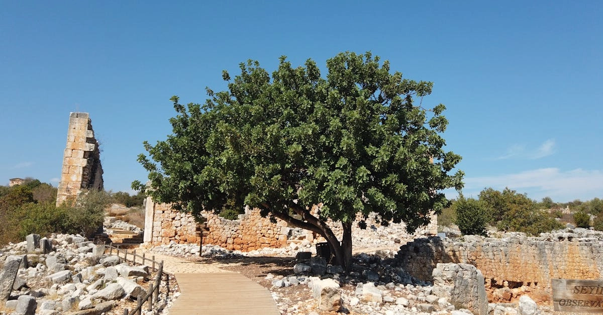 Археологическое исследование древних игровых артефактов и карт