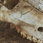 Палеонтологические раскопки в эпоху американского Дикого Запада