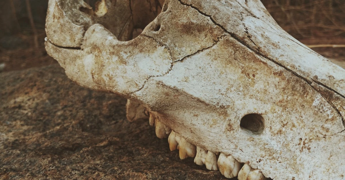 Палеонтологические раскопки в эпоху американского Дикого Запада