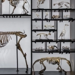 Палеонтологические мотивы в современных играх и их образовательное значение