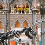 Палеонтологические находки древних собак в археологическом контексте